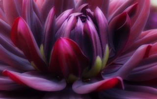 enlightening body and mind | purple flower